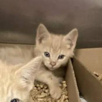 Corvid -  Domestic Short Hair Cat for Adoption in Philadelphia, Pennsylvania - Corvid | PetCurious