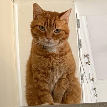 Marco -  Domestic Long Hair Cat for Adoption in Huntsville, Alabama - Marco | PetCurious