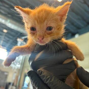 Slammer -  Domestic Short Hair Cat for Adoption in Huntington, West Virginia - Slammer | PetCurious
