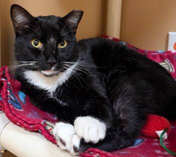 Prof. KiKi -  Domestic Short Hair Cat for Adoption in Ocala, Florida - Prof. KiKi | PetCurious
