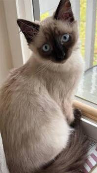 Willow -  Siamese Cat for Adoption in Phoenix, Arizona - Willow | PetCurious