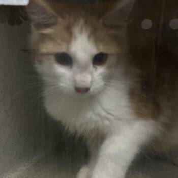 Nokai -  Domestic Long Hair Cat for Adoption in Philadelphia, Pennsylvania - Nokai | PetCurious