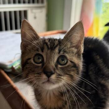 July -  Domestic Medium Hair Cat for Adoption in Calverton, New York - July | PetCurious