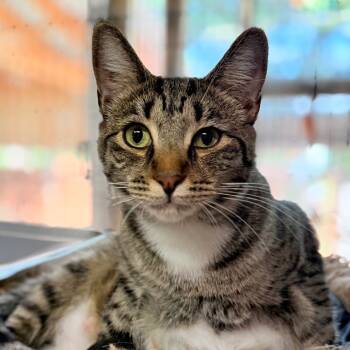 Rescue Domestic Short Hair Cats for Adoption in Redwood Valley, California - Hollis | PetCurious