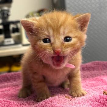 Blossom -  Domestic Short Hair Cat Available for Adoption in Newark, New Jersey - Blossom | PetCurious
