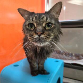 Cameron -  Domestic Medium Hair Cat for Adoption in Oshkosh, Wisconsin - Cameron | PetCurious