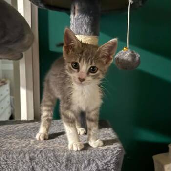 Wisp -  Domestic Short Hair Cat for Adoption in Gainesville, Georgia - Wisp | PetCurious