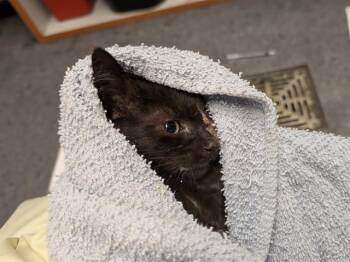 SHRIMP -  Domestic Short Hair Cat for Adoption in Kent, Washington - SHRIMP | PetCurious