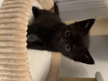 De Paul -  Domestic Short Hair Cat for Adoption in Fruit Heights, Utah - De Paul | PetCurious