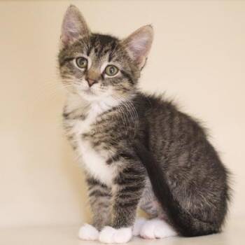 Eclair -  Domestic Short Hair Cat for Adoption in Verona, Wisconsin - Eclair | PetCurious