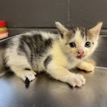 Marley -  Domestic Short Hair Cat for Adoption in Tuscaloosa, Alabama - Marley | PetCurious