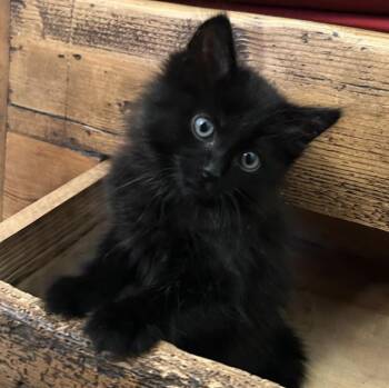 STAR -  Domestic Medium Hair Cat for Adoption in Camarillo, California - STAR | PetCurious