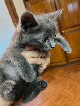 Humphrey 26 -  Russian Blue Cat for Adoption in Brookhaven, Mississippi - Humphrey 26 | PetCurious
