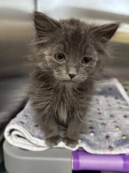 Petera -  Domestic Medium Hair and Domestic Short Hair Cat for Adoption in Missoula, Montana - Petera | PetCurious