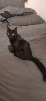 Rescue Domestic Medium Hair Cats for Adoption in Rio Linda, California - Blackberry | PetCurious