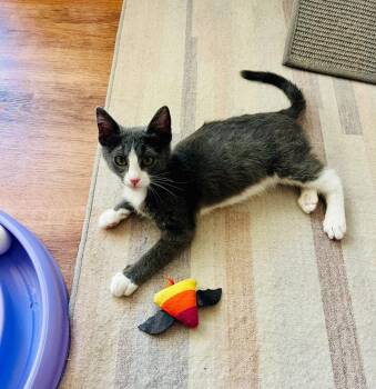 Domestic Short Hair and Tuxedo Cats Available for Adoption in Phoenix, Arizona - Pilot | PetCurious