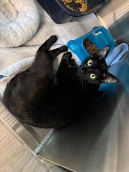 Bridgett -  Domestic Short Hair Cat for Adoption in Metter, Georgia - Bridgett | PetCurious