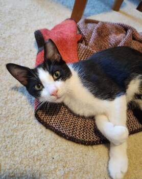 Rescue Tuxedo Cats for Adoption - Beast | PetCurious