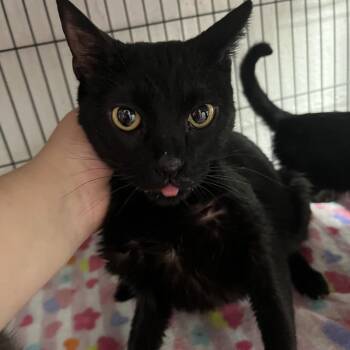 Domestic Short Hair Cats Available for Adoption - Rhonda | PetCurious