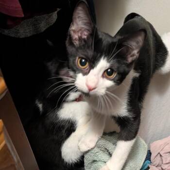 Rescue Domestic Short Hair Cats for Adoption in Evanston, Illinois - Reef | PetCurious