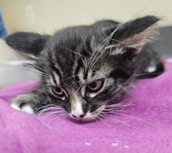 Chalupa -  Domestic Short Hair Cat for Adoption in Kennewick, Washington - Chalupa | PetCurious