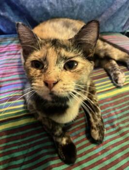 Domestic Short Hair Cats Available for Adoption in Homestead, Florida - Tortie T | PetCurious