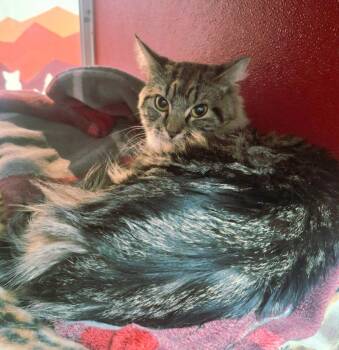 Domestic Medium Hair Cats Available for Adoption in Lake Havasu City, Arizona - Kai | PetCurious
