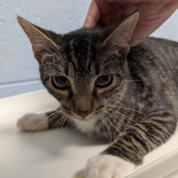 Jake -  Domestic Short Hair Cat for Adoption in Dekalb, Illinois - Jake | PetCurious