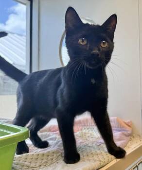 ECLIPSE -  Domestic Short Hair Cat for Adoption in Sarasota, Florida - ECLIPSE | PetCurious