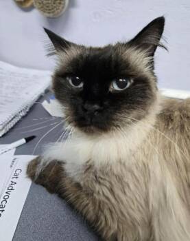 Hyacinth -  Domestic Medium Hair Cat for Adoption in Courtenay, British Columbia - Hyacinth | PetCurious