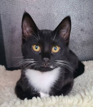 Rescue Tuxedo Cats for Adoption in Lake City, Michigan - 6799 (Biscuits) | PetCurious