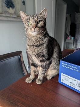 Dolly Purrton -  Tabby and Domestic Short Hair Cat for Adoption in Georgetown, Kentucky - Dolly Purrton | PetCurious