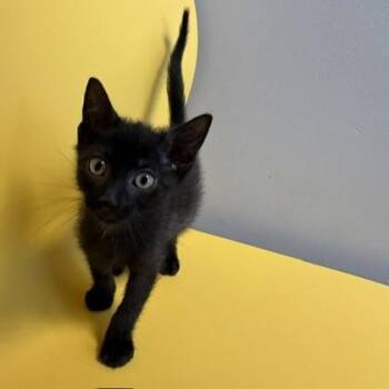 Licorice -  Domestic Short Hair Cat for Adoption in Janesville, Wisconsin - Licorice | PetCurious