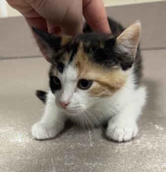 Veronica -  Domestic Short Hair Cat Available for Adoption in Salisbury, Maryland - Veronica | PetCurious