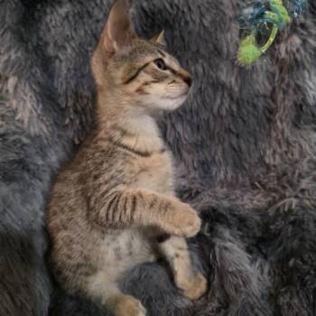 Rescue Domestic Short Hair Cats for Adoption in San Antonio, Texas - Olaf | PetCurious