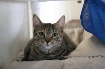 Rescue Domestic Short Hair Cats for Adoption in Brunswick, Georgia - Stop Sign | PetCurious