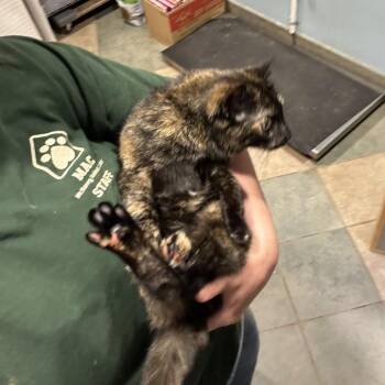 Domestic Short Hair Cats Available for Adoption - Muffin | PetCurious