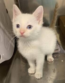 Taako -  Domestic Short Hair Cat for Adoption in Santa Rosa, California - Taako | PetCurious