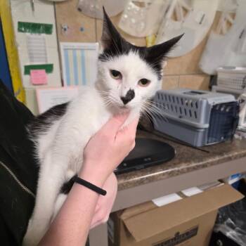 Domestic Short Hair Cats Available for Adoption in Eureka Springs, Arkansas - Heffalump | PetCurious