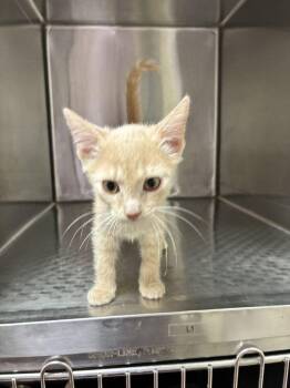 Pumpkin -  Domestic Short Hair Cat for Adoption in Marietta, Georgia - Pumpkin | PetCurious