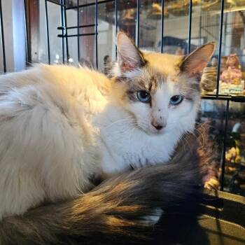 Rescue Siamese Cats for Adoption in Raeford, North Carolina - Presley | PetCurious