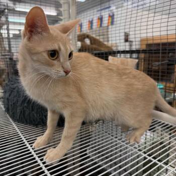 Jelly -  Domestic Short Hair Cat for Adoption in Raleigh, North Carolina - Jelly | PetCurious