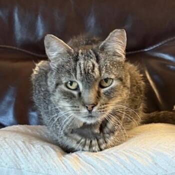 Domestic Short Hair Cats Available for Adoption in Harrisonburg, Virginia - Sal | PetCurious