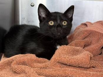 BOGO -  Domestic Short Hair Cat for Adoption in Santa Rosa, California - BOGO | PetCurious