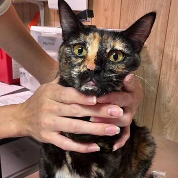 Karen -  Domestic Short Hair Cat for Adoption in Leander, Texas - Karen | PetCurious