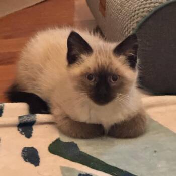 Paxson -  Siamese and Domestic Short Hair Cat Available for Adoption in Brownsboro, Alabama - Paxson | PetCurious