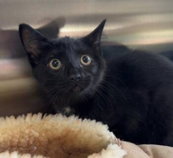 Joon -  Domestic Short Hair Cat for Adoption in Missoula, Montana - Joon | PetCurious