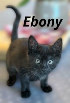 Ebony -  Domestic Short Hair Cat for Adoption in Auburn, California - Ebony | PetCurious