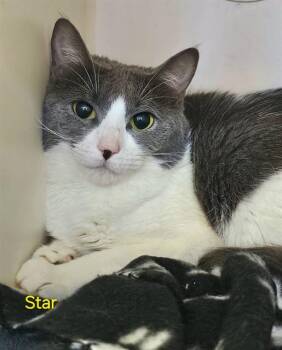 Domestic Short Hair Cats Available for Adoption - STAR | PetCurious