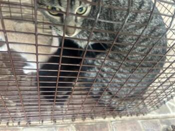 A656722 -  Domestic Short Hair Cat for Adoption in Houston, Texas - A656722 | PetCurious